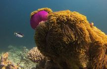 Discover Scuba Diving in Dharavandhoo