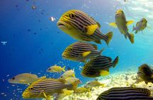 Discover Scuba Diving in Dharavandhoo