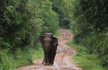 Wilpattu National Park Guided Tour in a Safari Jeep Ride