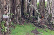 Tahiti Fautaua Valley and Big Waterfall Private Hiking Tour