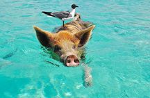 Rose Island 3 Island Luxury Private Tour(8hrs)