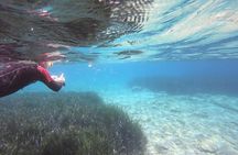 Try Snorkeling in the Sea with the Blue Dolphin Team