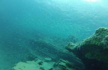 Try Snorkeling in the Sea with the Blue Dolphin Team
