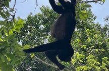 Monkey Island and Rainforest Tour