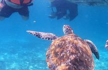 1.5 hours Snorkeling at Tulum's paradise reef
