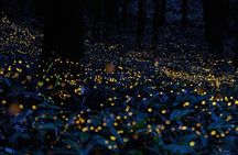 6-hour Private Tour to the Firefly Sanctuary in Puebla