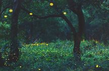 6-hour Private Tour to the Firefly Sanctuary in Puebla