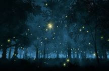 6-hour Private Tour to the Firefly Sanctuary in Puebla