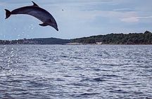 Private Guided Sunset Dolphin Watching in Adriatic Sea