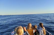 Private Guided Sunset Dolphin Watching in Adriatic Sea