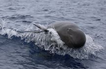 Guaranteed Dolphin and Whale Watch Tour in Kona