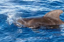Guaranteed Dolphin and Whale Watch Tour in Kona