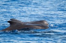 Guaranteed Dolphin and Whale Watch Tour in Kona