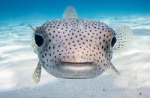 Introductory Dive in Bora Bora (afternoon)