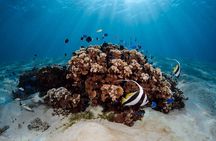Introductory Dive in Bora Bora (afternoon)