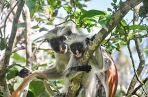 Zanzibar: Jozani Forest, Red colobus, the Rock Restaurant tour
