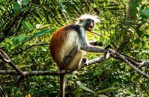 Zanzibar: Jozani Forest, Red colobus, the Rock Restaurant tour