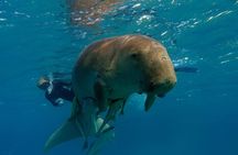 Daily Dive with Dugongs & Turtles at Marsa Mubarak | Marsa Alam