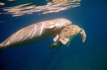 Daily Dive with Dugongs & Turtles at Marsa Mubarak | Marsa Alam