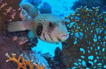Daily Dive with Dugongs & Turtles at Marsa Mubarak | Marsa Alam