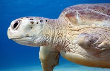 Daily Dive with Dugongs & Turtles at Marsa Mubarak | Marsa Alam