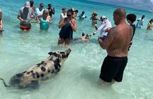 Private Rose Island ,Swimming Pigs, Snorkeling and Turtles