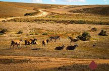 West Coast Safari and Khoi San village COMBO - PRIVATE TOUR