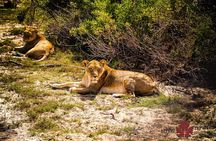 West Coast Safari and Khoi San village COMBO - PRIVATE TOUR