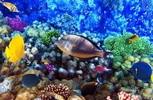 Sea Scope Submarine & Snorkeling Adventure in Hurghada