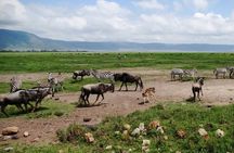 5 day 4 Nights Private Adventure Camping Norther Tanzania Safari 