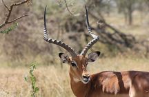 5 day 4 Nights Private Adventure Camping Norther Tanzania Safari 