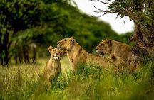 Big Five Luxury 7 Days Safari Tour in Arusha 