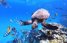 Abu Dabbab Beach Snorkeling Adventure 