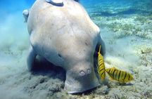 Abu Dabbab Beach Snorkeling Adventure 