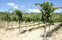 Heraklion: Half Day Small Group Wine Tour with Wine Tastings