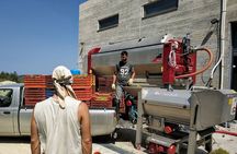 Half-Day Olive Mill and Winery Tour with tastings & Lunch