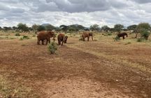 Elephant Safari Tanzania 4 Days **Sustainable Approach to Travel