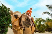 Half-Day Parasailing and Camel Caravan Tour in Maroma Beach