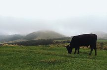 One Day Hike around Taipei's Yangmingshan National Park