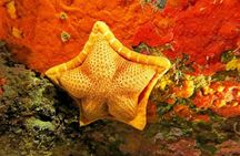 Diving baptism with cylinders (Introdive) at the Capo Carbonara Marine Protected Area