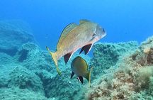 Diving baptism with cylinders (Introdive) at the Capo Carbonara Marine Protected Area