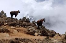 Everest Base Camp Trekking