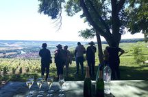 Champagne tasting, panoramic walk in the vineyards