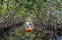 Mangrove Tunnel Kayak Eco Tour