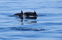A Day's 3-Island Cruise Tour with Transfer
