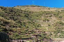 Cinque terre wine tour and tasting with the somelier in Manarola