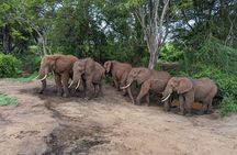 3 Days Safari Tsavo East and Taita Hills Saltlick Lodge
