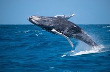 Private Whale Watching Charter (Grand Turk)