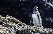 Bartolome Island on Board of Sea Lion Yacht