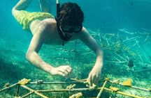 Snorkel Lovers for All Ages & Premium Seafood Lunch in Punta Cana